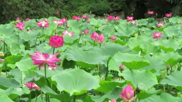 iNDIAI LÓTUSZOK AZ SZTE FÜVÉSZKERTJÉBEN