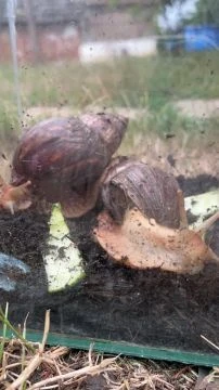 Csiguszoknak is tetszik az enyhülés :)