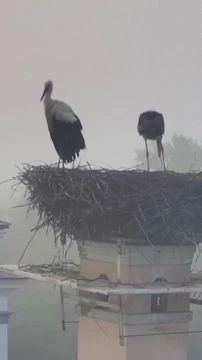 A csőrömig sem látok