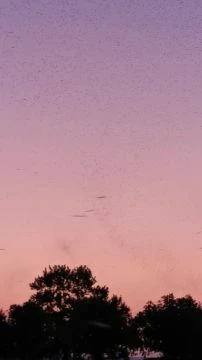 VID_20250811_202809.mp4