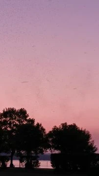 VID_20250811_202714.mp4