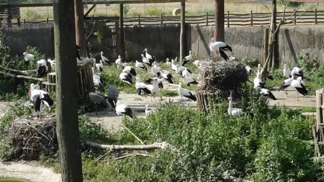 2025.08.20. Hortobágy Madárkórház. Örömteli pillanatok, amikor a gyógyúlt gólyák várják a szabadon engedést, melynek részese lehettem.