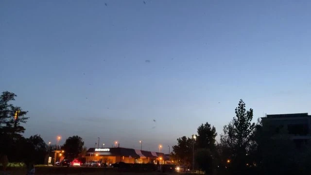 Szúnyograjzás, Nyíregyháza