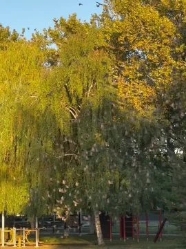 Nádirigó ‘ezred’