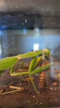 Falatozó imádkozó sáska