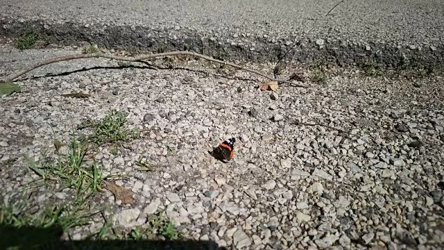 Ne zavarj! - atalanta lepke