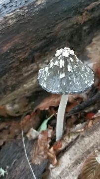 VID_20250925_152024.mp4