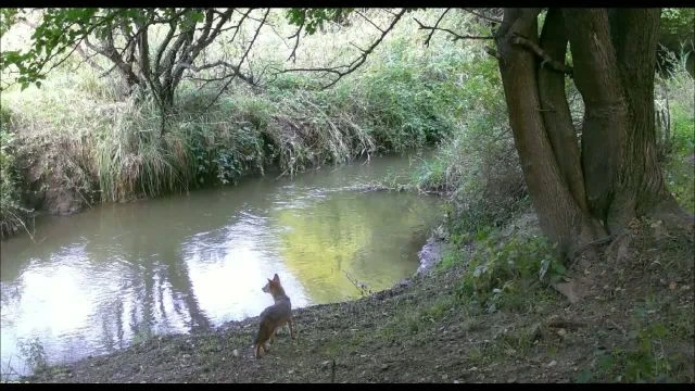 Tapolcai aranysakálok.