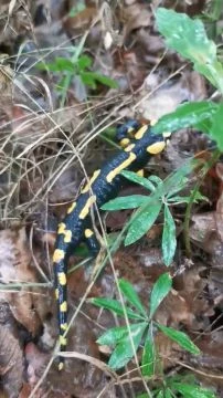 Szalamandralesen a Börzsönyben