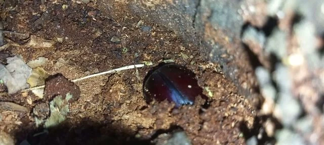 Orszarvúbogár befurakszik a fába