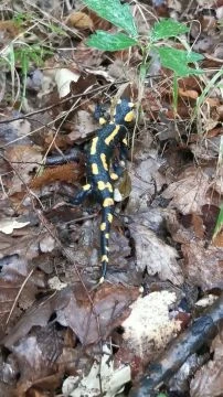 VID_20250925_152236.mp4