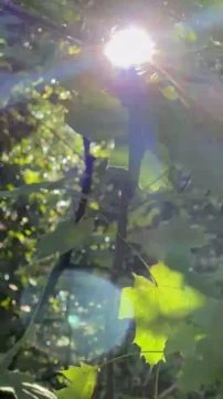 A8B1F099-AFA3-4840-B593-0A9A28EB7694.mp4