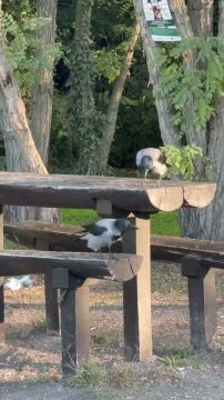 2290E34D-7556-4825-8BAD-F07A4332D2F2.mp4