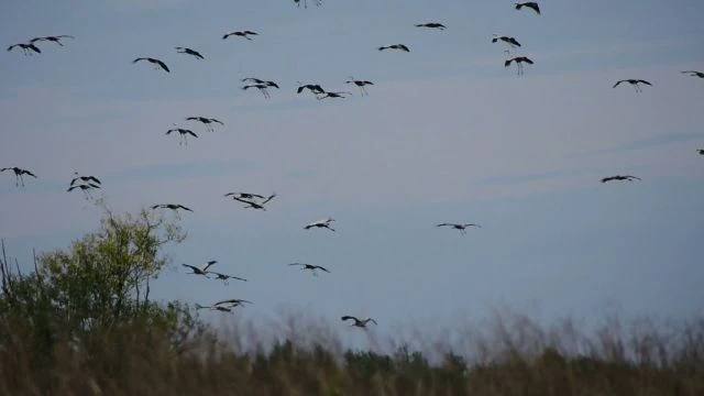 Darvak Nádudvar közelében