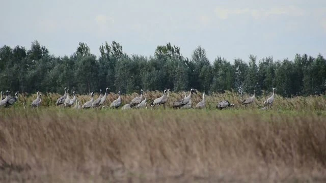 Darvak Nádudvar közelében