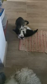 VID_20251004_103357.mp4