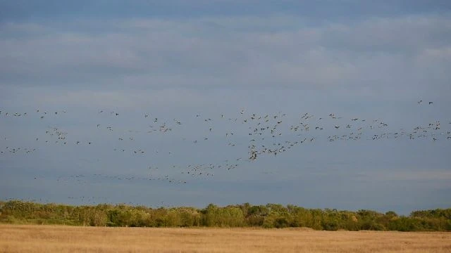 Darvak a Bihari-sík tanösvény felett