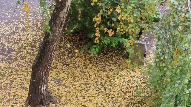 Hull az elsárgult levél