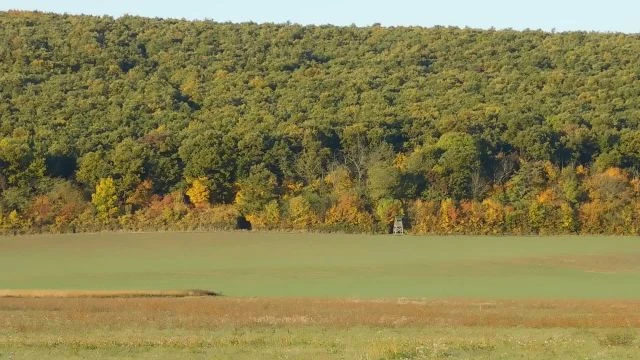 A vécsi erdő is érzi már az ősz közeledtét, lassan átöltözik.