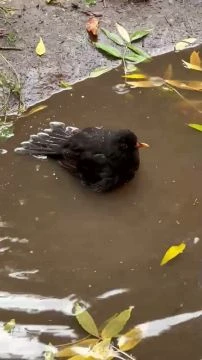 B1B9607D-FB71-4055-B0A5-ED5508BB190F.mp4