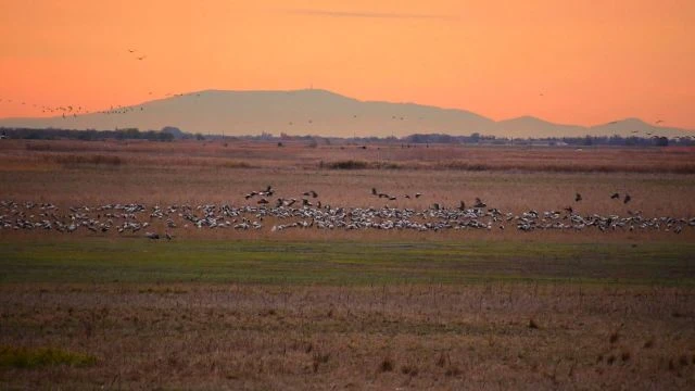 Darvak behúzása Nagyiván határában, háttérben a Mátrával