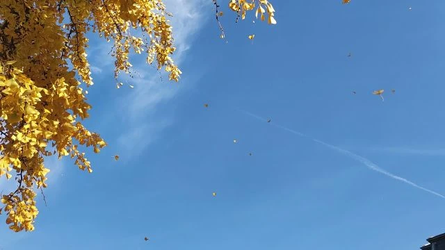 Hull az elsárgult levél 11.,02.