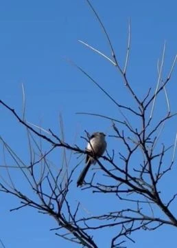 D9F23C40-CE7F-4DA5-9FED-7D920FB9383C.mp4