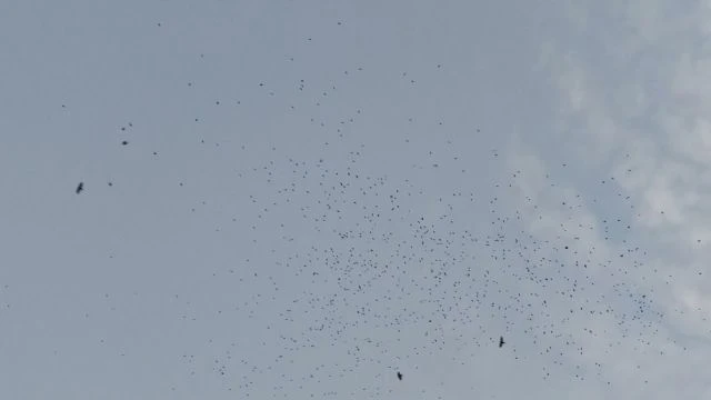 HnVideoEditor20251107183723645.mp4