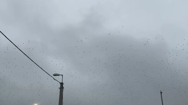 Varjak tömeges vonulása Nyíregyháza felett