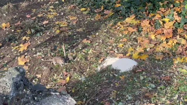 8BEE8A5C-BE26-486E-96CA-62D6C46AED37.mp4