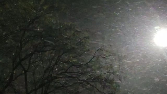 Hószállingózás erős széllel 11.21.