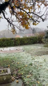 Hull a pelyhes Mohácson