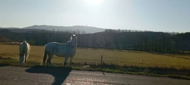 Lovak Mátraderecskén