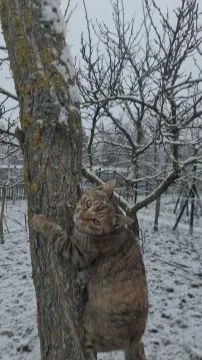 Reggeli játék a hóban