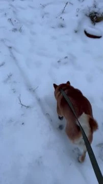 689C55FA-A245-444D-AEB1-44CB242890E3.mp4