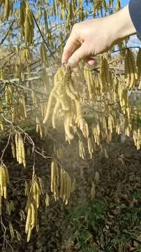 Virágzik a mogyoró (Videó: makovicsk - Bogyiszló)