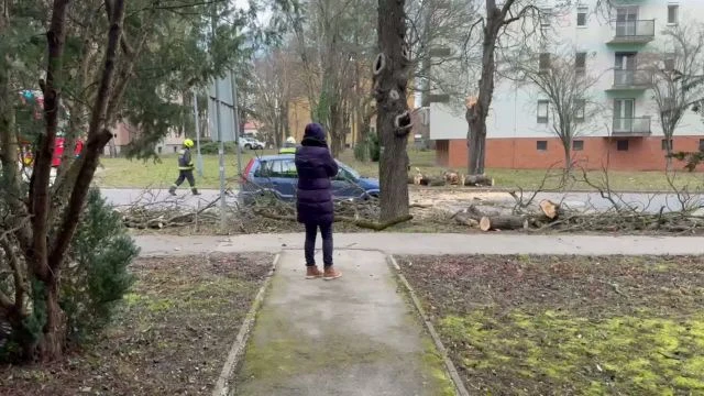 Fákat csavart ki a viharos szél Keszthelyen