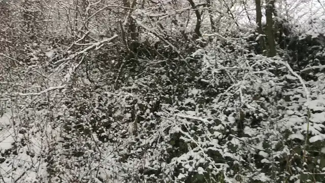 Kérész életű mesevilág