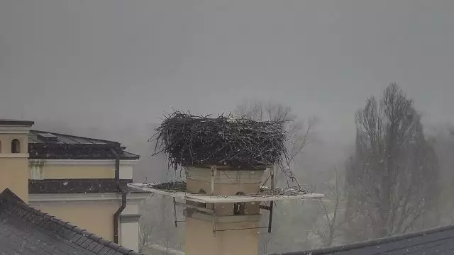 Edelényi gólyapár dacol az áprilisi téllel