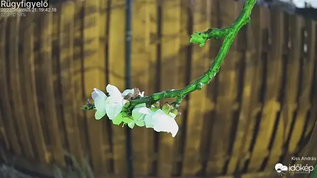 Rügyfigyelő: sárgabarack virágzása - vágatlanul