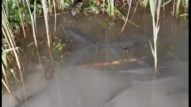 Így ívnak a keszegek a Balaton déli partján