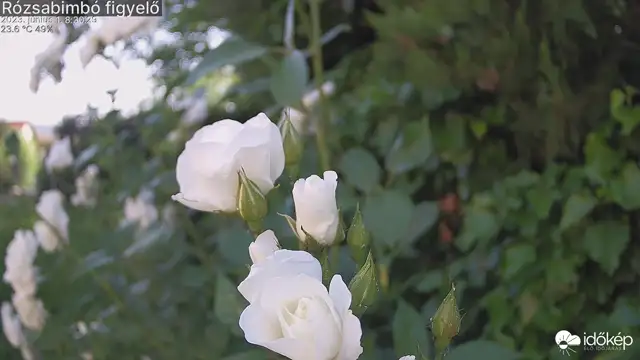 Új, rózsabimbó figyelő weblamera