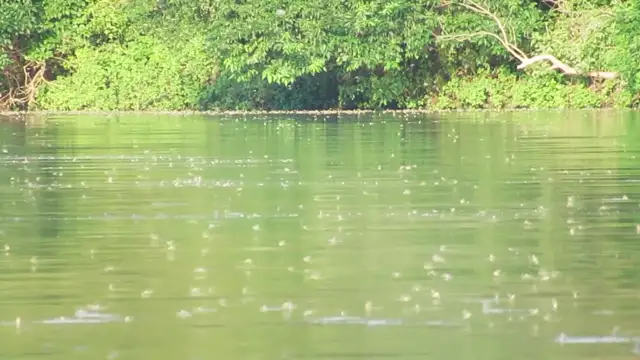 Tiszavirágzás Tiszakécskénél