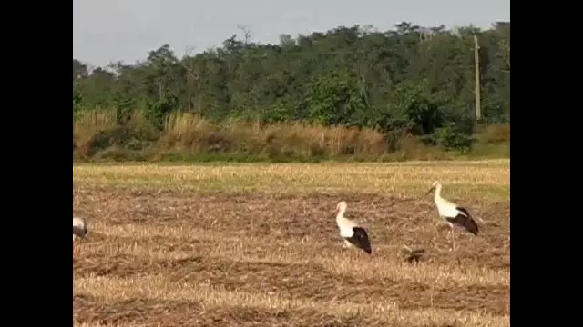 Elérkezett a vándorlás ideje: gyülekeznek a gólyák Kenyeri határában