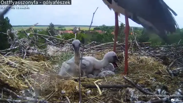 Így cseperedtek fel az ostffyasszonyfai gólyafiókák
