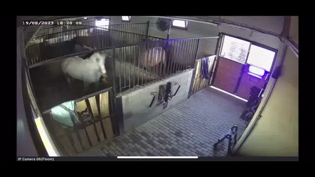 Földrengés az istállóban