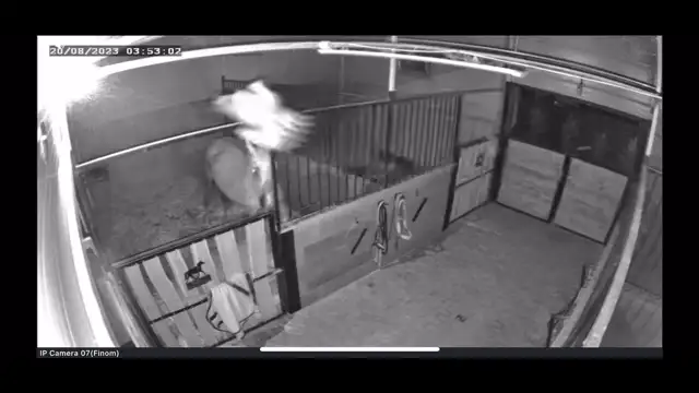 FElpattantak a lovak