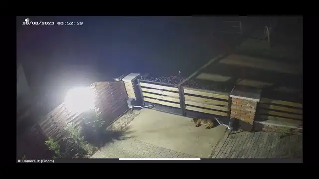 Álmából rázta fel a kutyát