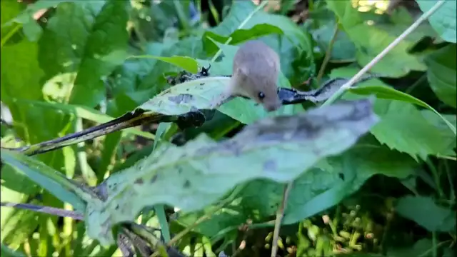 Ritka, cuki pillanatok: így mosakszik a törpeegér
