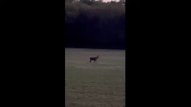 Zajlik az erdő őszi ''orgonaversenye'', a szarvasbőgés